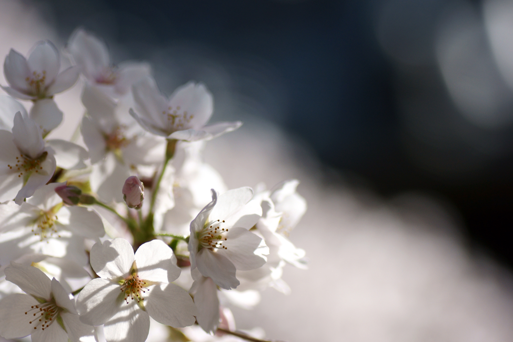 ～　SAKURA　～　8