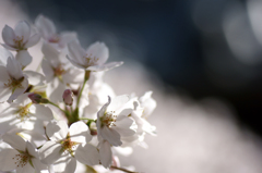 ～　SAKURA　～　8