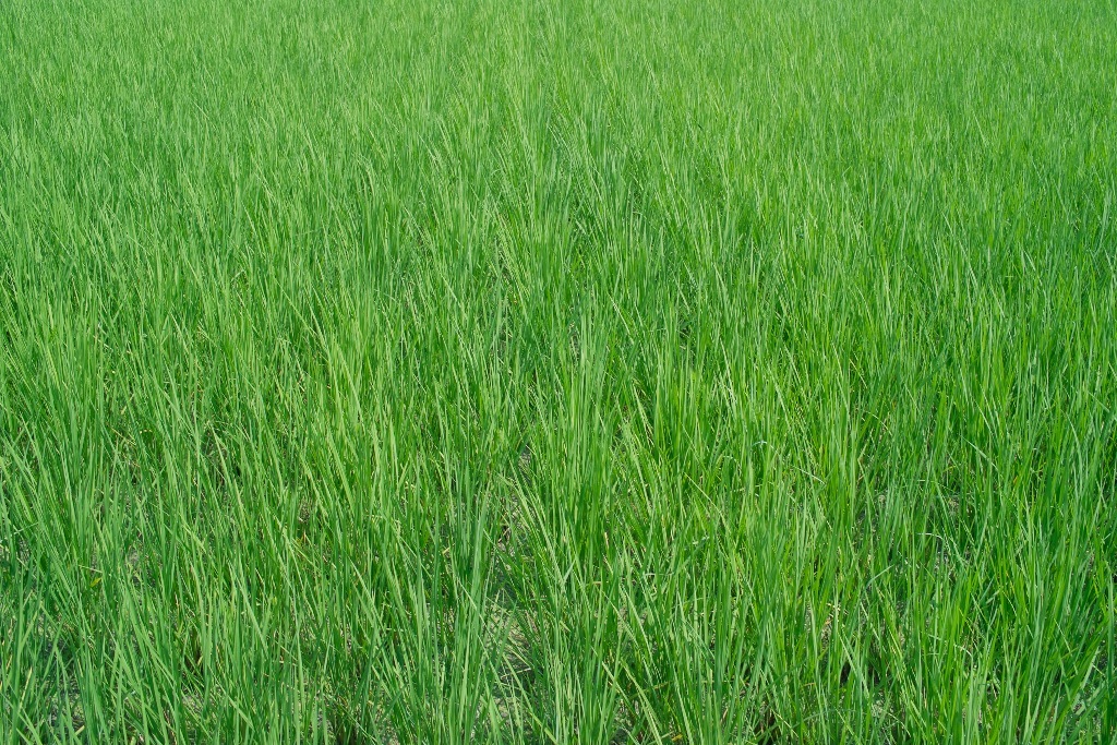 自然の稲