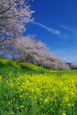 春を探して