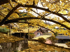 大分の紅葉