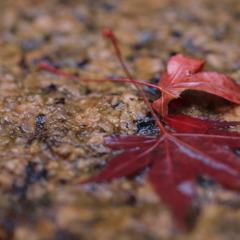 紅葉。