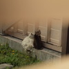逢引き（゜∀゜）