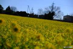 愛知県田原市の菜の花　その１