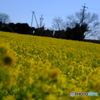 愛知県田原市の菜の花　その１