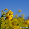 愛知県田原市の菜の花　その３