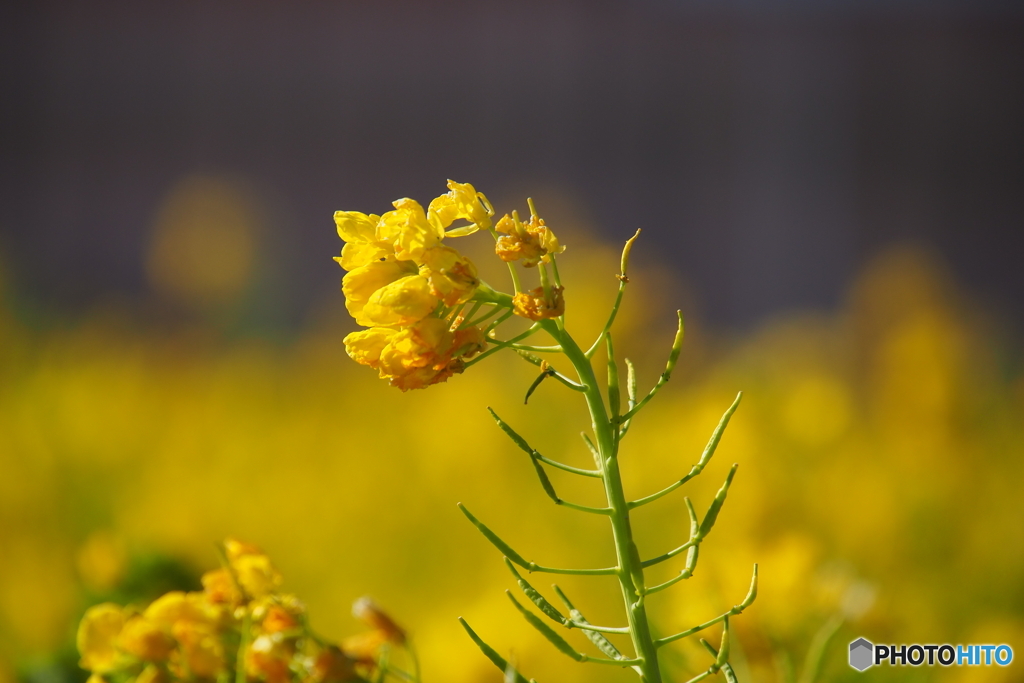 愛知県田原市の菜の花　その４