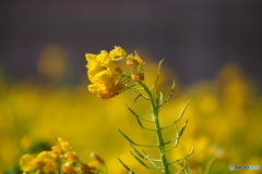 愛知県田原市の菜の花　その４