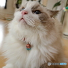 もふもふのお方