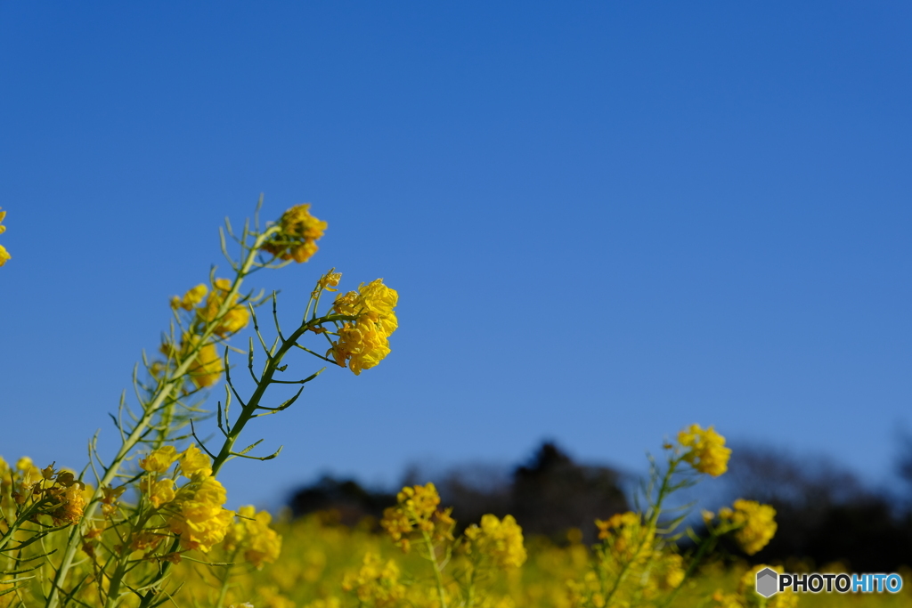 愛知県田原市の菜の花　その２