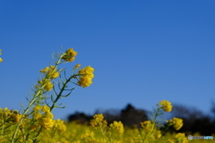 愛知県田原市の菜の花　その２