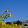 愛知県田原市の菜の花　その２