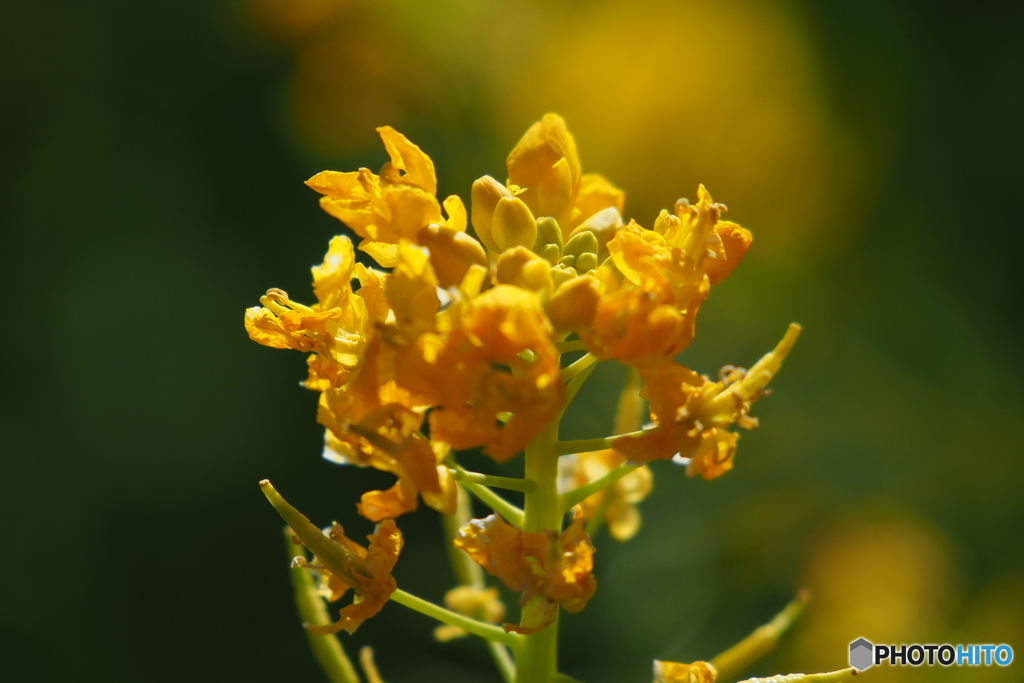 愛知県田原市の菜の花　その５