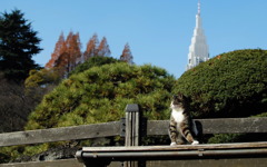 吾輩は猫である！