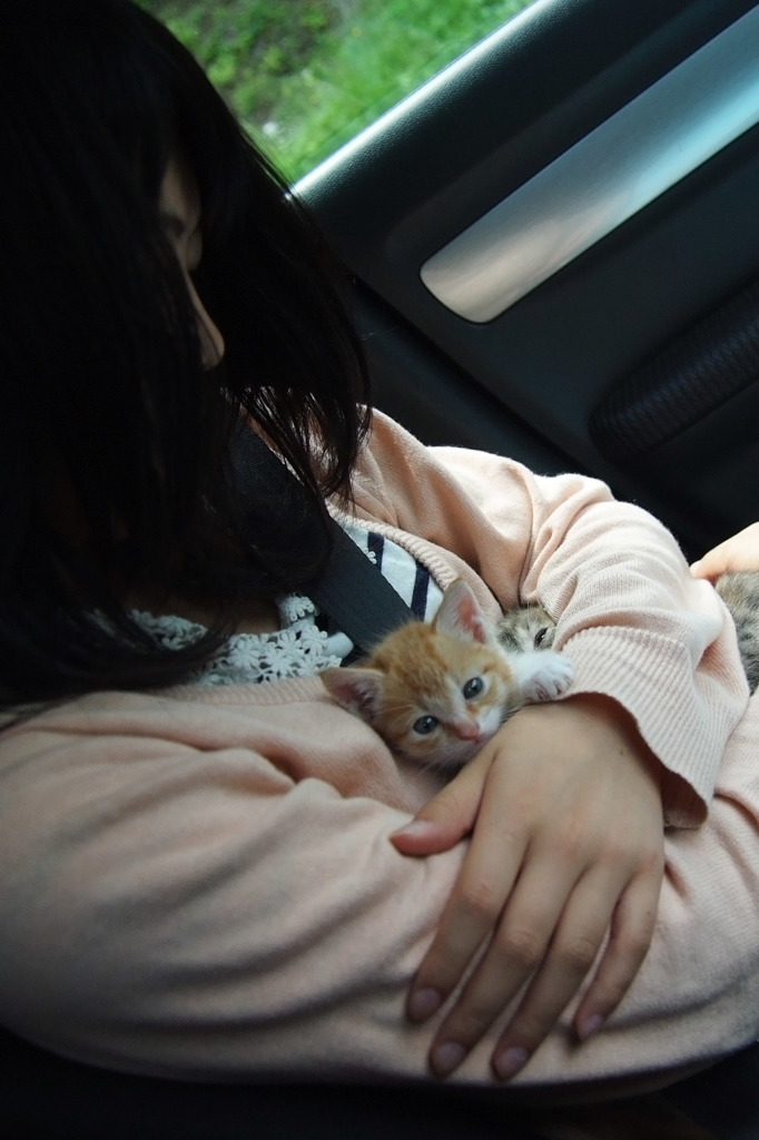 初めての車