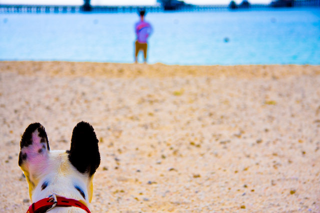 聞く次郎の夏