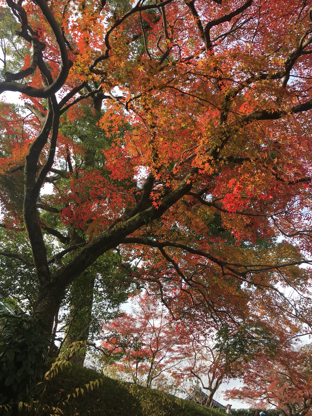 紅葉2@平等院