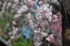 枝垂桜好き