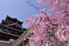 桜と城の鉄板構図2