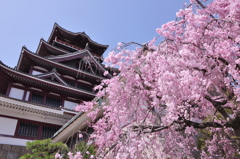 桜と城の鉄板構図