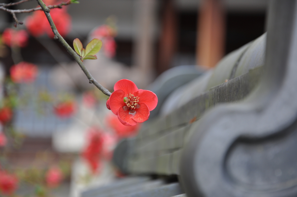 平等院近くでパシャリ