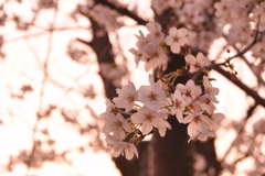 夕方花見桜