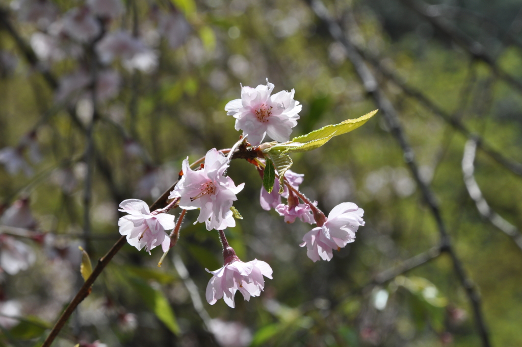 遅咲きの桜＠山中温泉