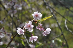遅咲きの桜＠山中温泉