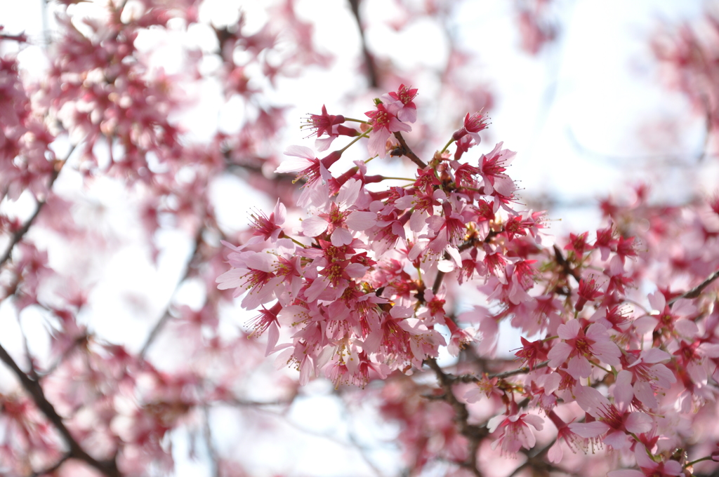 鶴見緑地公園の河津桜