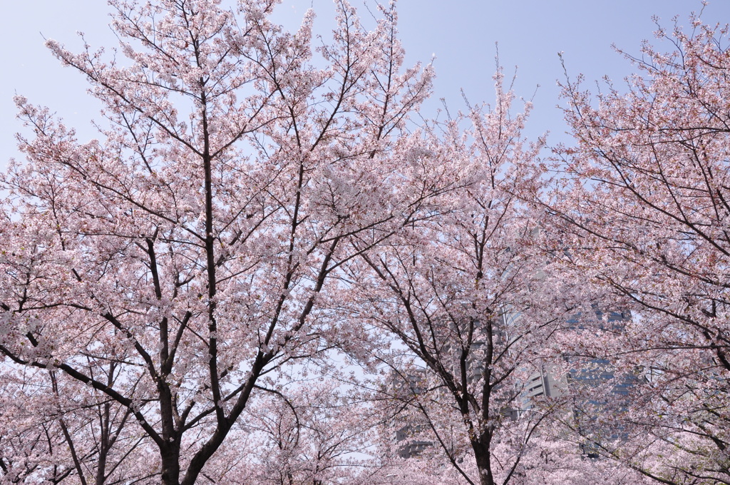 桜満開