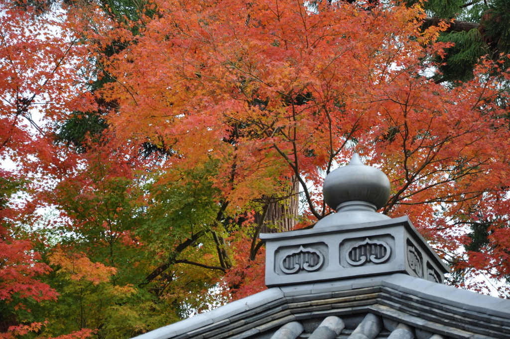 和の紅葉