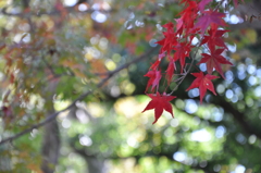 ちらっと紅葉