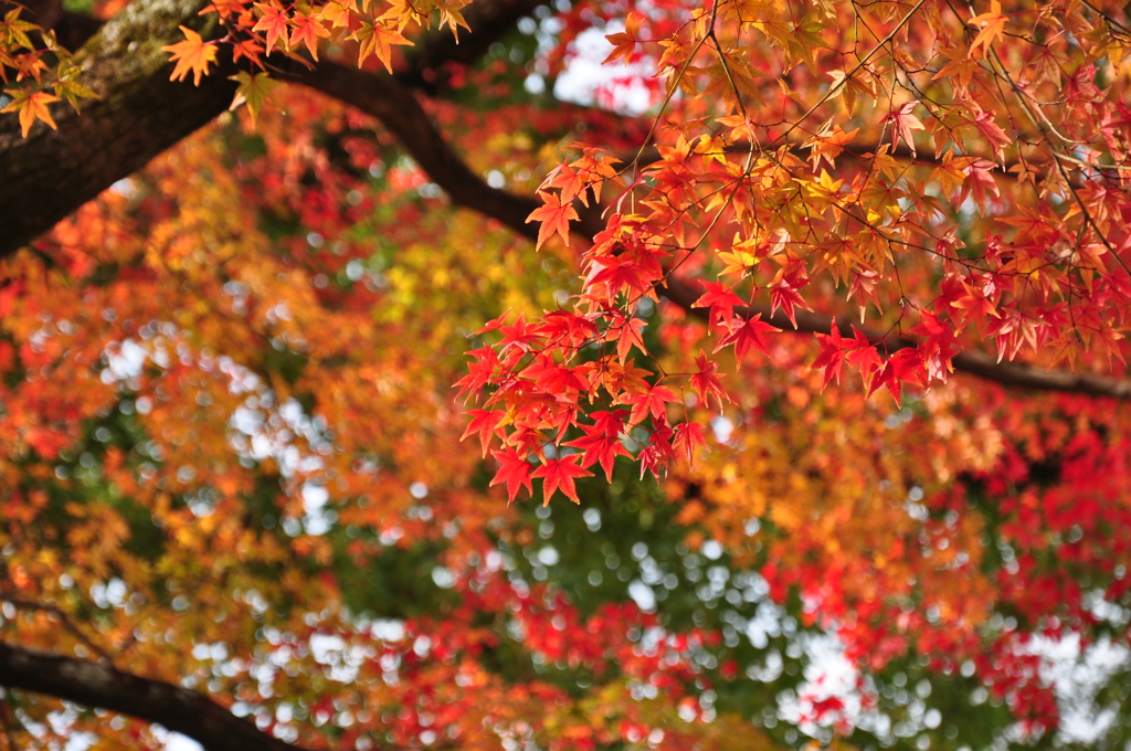 紅葉3@平等院