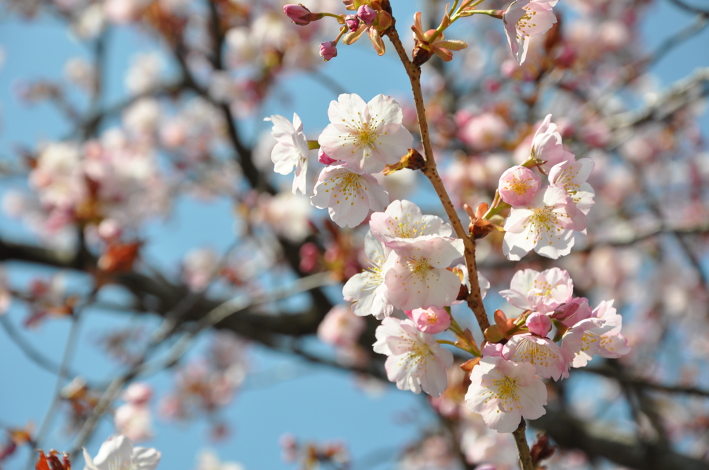 晴天の桜＠兼六園