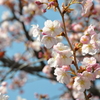 晴天の桜＠兼六園