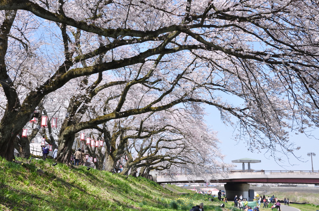 河川桜並木@福井県足羽川