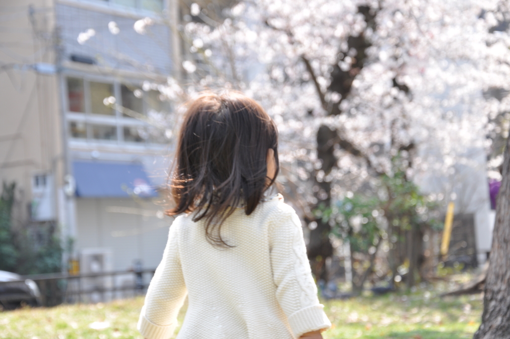 桜に向かってるわけではない