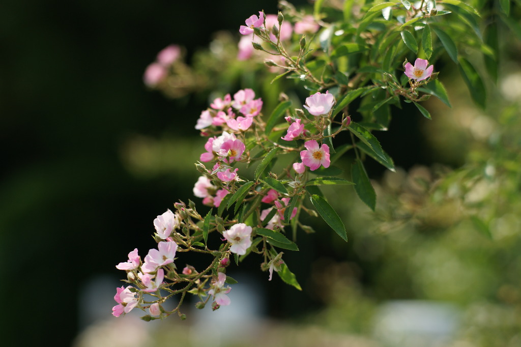 バレリーナ (Rosa 'Ballerina')