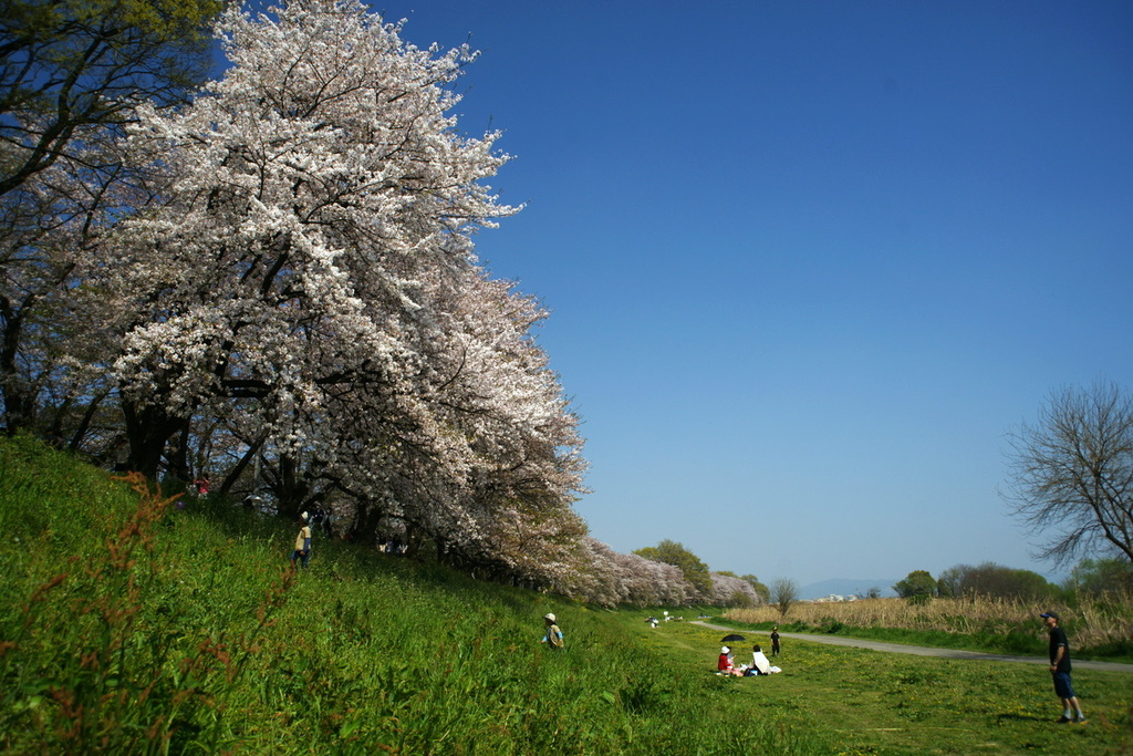 京都・背割堤の桜並木