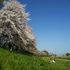 京都・背割堤の桜並木