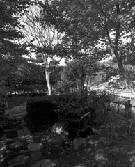 金秋の日本庭園