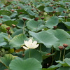 長居公園のハス