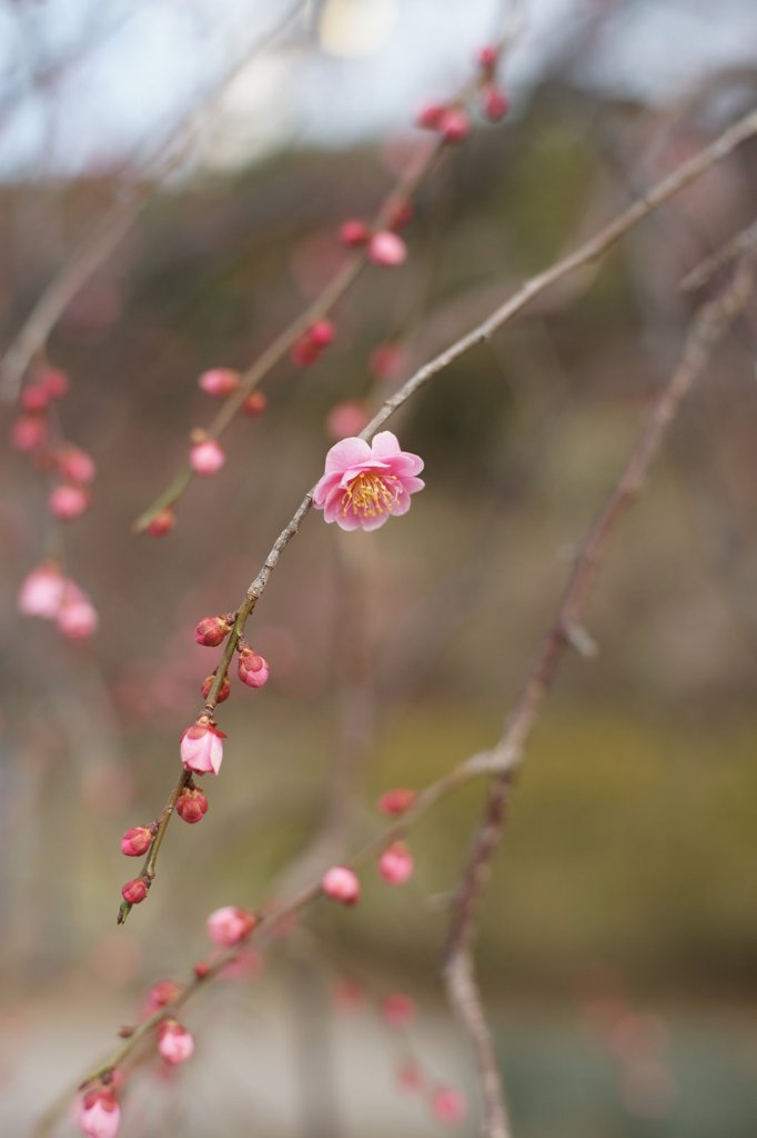 梅の香りは春風に乗って