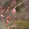 梅の香りは春風に乗って