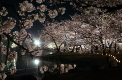 輝く夜桜