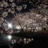 輝く夜桜