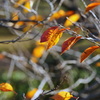 桜散る
