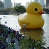 アヒル大人気