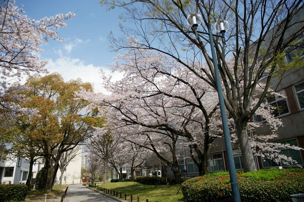 桜まつりの昼