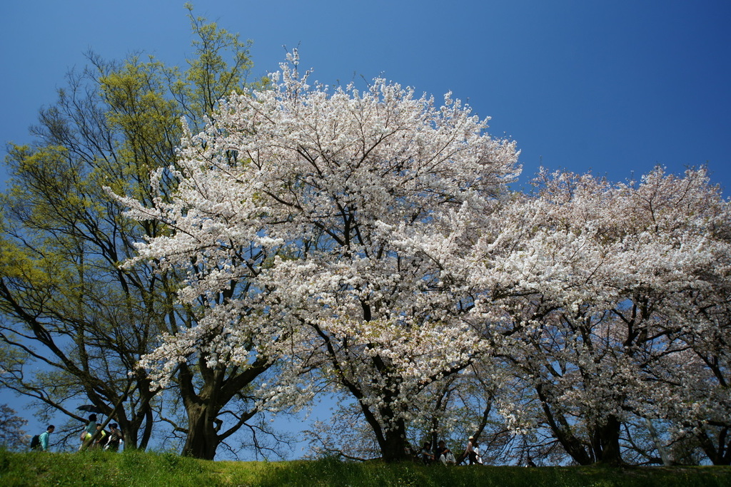 京都・背割堤の桜並木